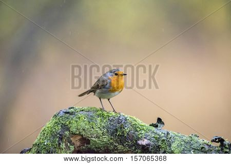 European Robin (erithacus Rubecula) Perched On Mossy Branch In Rain.