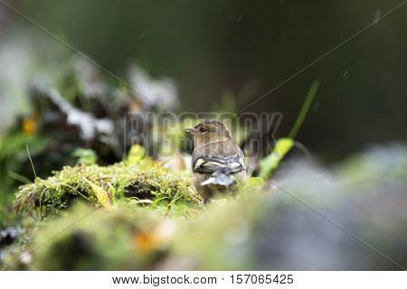 Foraging Female Common Chaffinch (fringilla Coelebs) On Mossy Forest Ground