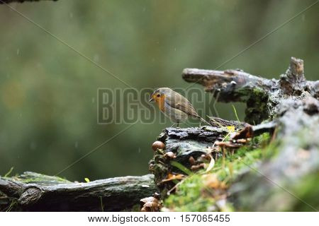 European Robin (erithacus Rubecula) Perching On Wet Dead Tree Stump In The Rain.