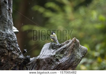 Great Tit (parus Major) Perched On Wet Dead Tree Trunk In The Rain.