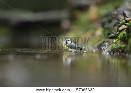 Blue Tit (parus Caeruleus), Bathing In Forest Pond, The Netherlands, November