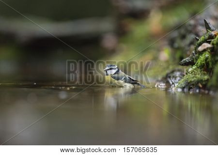 Blue Tit (parus Caeruleus), Bathing In Forest Pond, The Netherlands, November