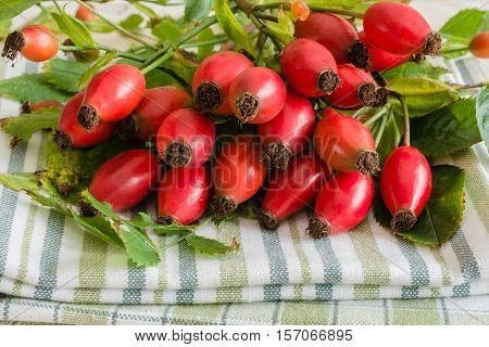 Fresh picked Rose Hips or rose haws an Autumnal fruit of the wild Dog Rose
