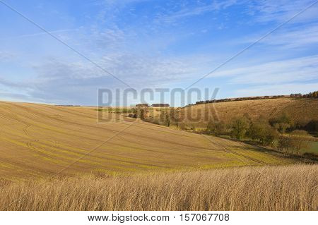 Harvest Scenery