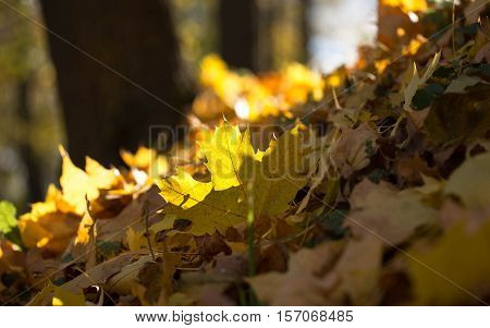 Texture of colorful autumn leaves and plants.