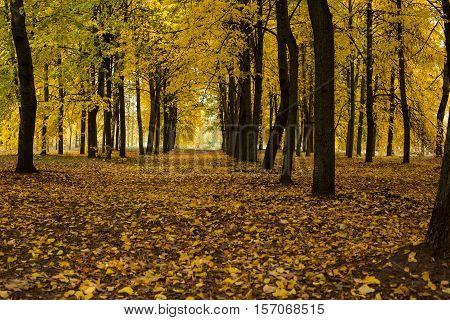 City park in golden colors of autumn