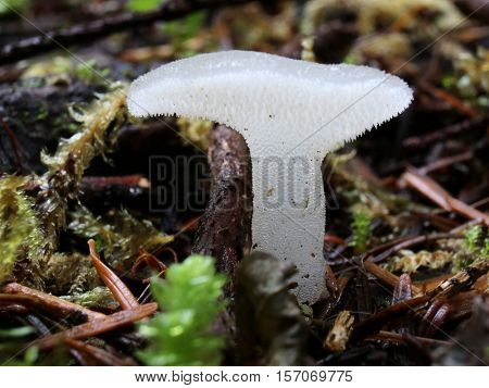 Cat's Tongue Jelly (Pseudohydnum gelatinosum) growing in the forest