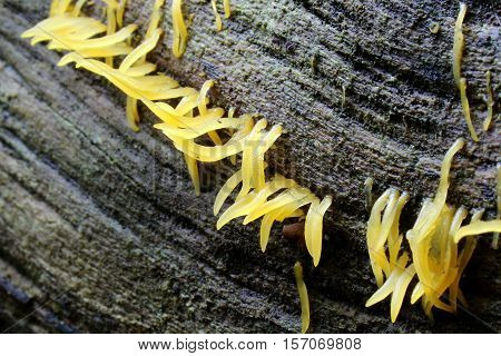 Calocera cornea fungus growing on a log in the forest