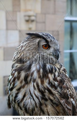 Eurasian eagle-owl, also known as European eagle-owl, (Bubo bubo). In St Andrews, Scotland, with a stone house in the background.