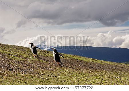 The Papua penguin couple walking on hill in Martillo Island