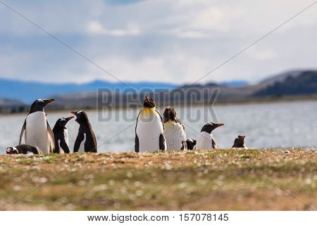 King and Papua penguin colony seaside in Patagonia