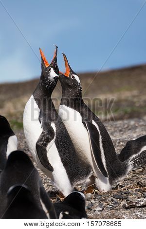 Papua penguin couple at the seaside scream (Tierra del Fuego)