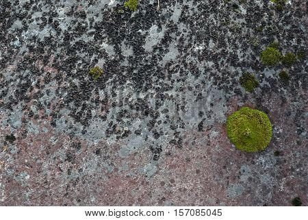 Image of black and green moss on gray stone for use as a background.