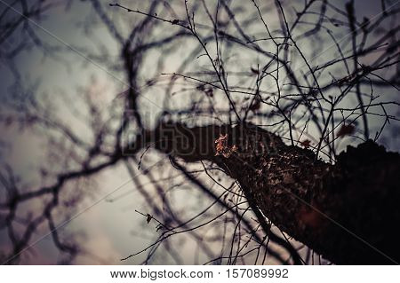 An abstract image of tree. Moody look.