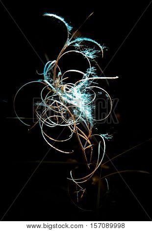 An abstract image made of the herbs, unusual flowers