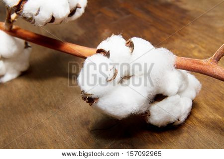 a plant cotton isolated on wooden background