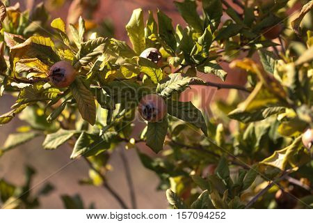 Medlar fruit ripe - medlar tree (mespilus germanica).