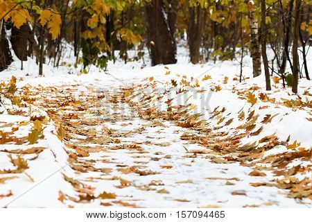 Fallen yellow and orange  leaves covered with snow lying on the ground. Yellow  leaf. Autumn leaf fall. Freezing rain. Leaves and tree branches on snow.