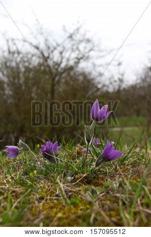 Purple pasque flowers in springtime / Hairy fuzzy pasque-flowers in soft purple pastel colors in springtime