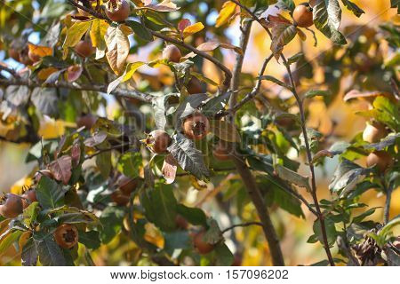 Medlar fruit ripe - medlar tree (mespilus germanica).
