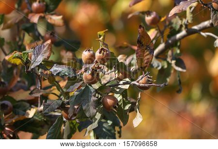 Medlar fruit ripe - medlar tree (mespilus germanica).