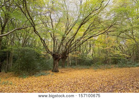 Beautiful splayed tree in the forest at autumn time