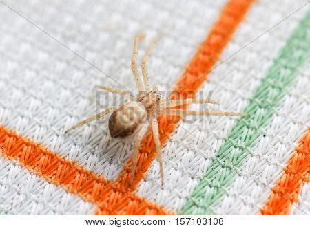 Close up of the small spider (Pisauridae) on the table.