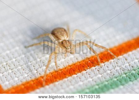 Close up of the small spider (Pisauridae) on the table.