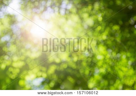 Blurred nature background.Backdrop with color and bright sun light. Summer holidays concept.bokeh background 