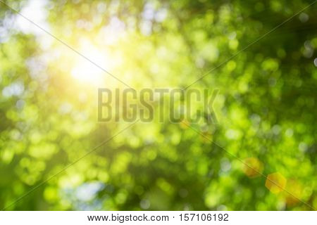 Blurred nature background.Backdrop with color and bright sun light. Summer holidays concept.bokeh background or Christmas background.Green Energy.Christmas Blurred.