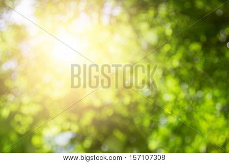 Blurred nature background.Backdrop with color and bright sun light. Summer holidays concept.bokeh background or Christmas background.Green Energy.Christmas Blurred.