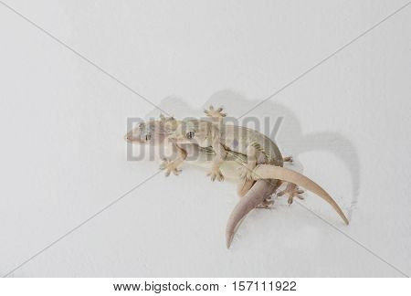 Gecko Lizard Males and females are breeding on white walls