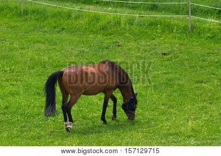a brown horse standing on the pasture and green medow