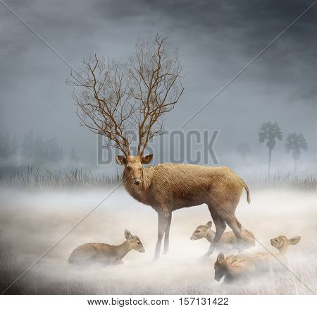 Family of deer in the meadow with fog