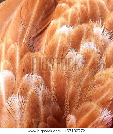 fethers on the hen living on the farm