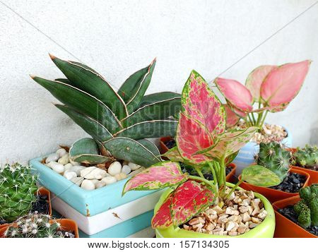 group of house plant fresh spring green leaf plant over grunge wall background