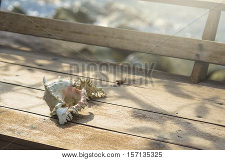 Sea shells on wooden table with sea background