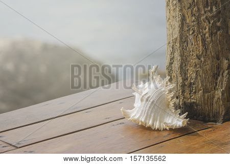 Sea shells on wooden table with sea background