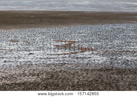 many of red crab on beach in the sea when water down