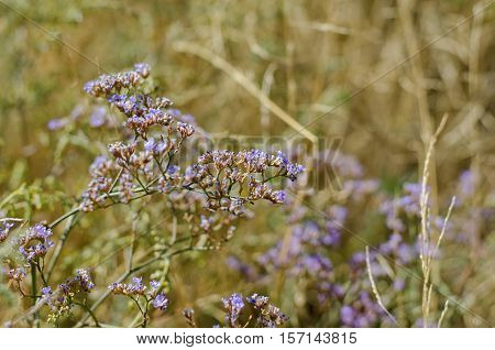 Goniolimon - dry perennial herbal plants growing in steppes selective focus