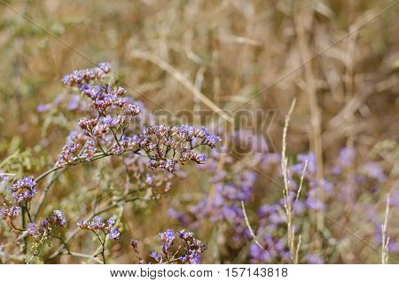 Goniolimon - dry perennial herbal plants growing in steppes selective focus