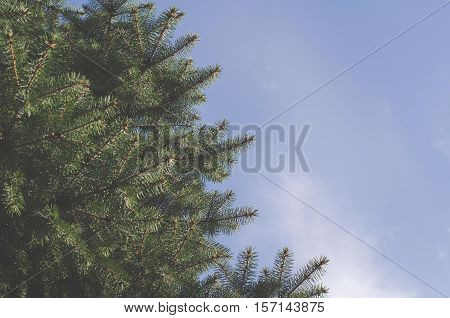 Frame of green fir-tree twigs and background of the blue cloudless sky