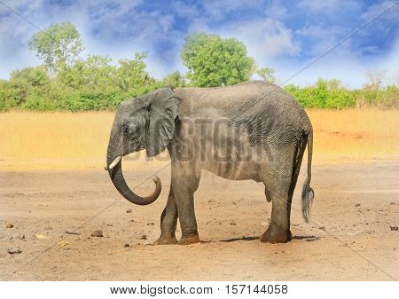 Large Elephant dusting itself on the Plains in Hwange National Park, Zimbabwe, South Africa