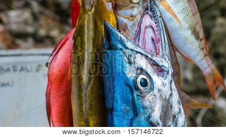 Fresh Fish to buy on Painemo Island, Raja Ampat, West Papua, Indonesia.