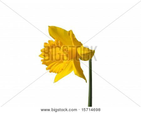 Daffodil (นาร์ซีซัส Pseudonarcissus)