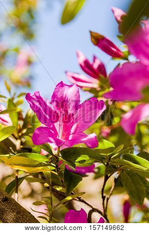 Mediterranean Pink azalea rhododendron flowers in bloom