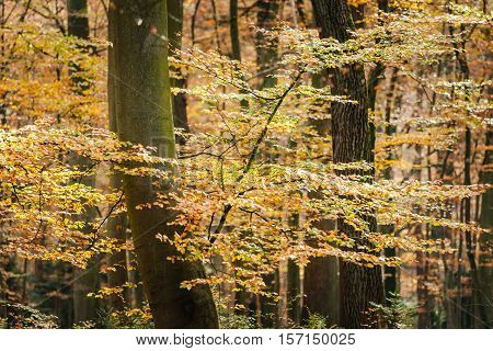 Orange leaves over branches in autumn forest. Background with autumn leaves natural texture orange autumnal foliage border trees in the fall.
