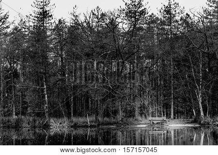 a bench at a lake surrounded by leafless trees in black and white