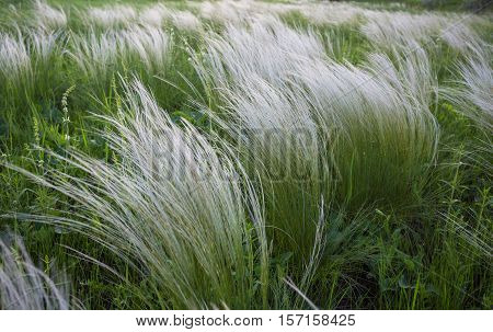 Field With Wild Grasses At Sunset. Selective Focus.