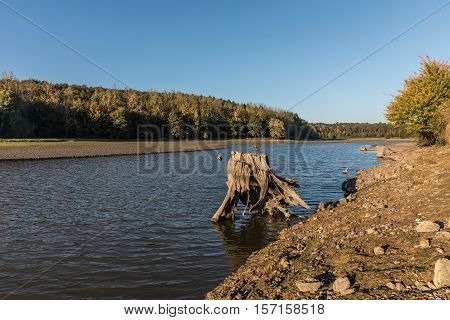 Tree stump at the lake of jaunay (Vendee, France)
